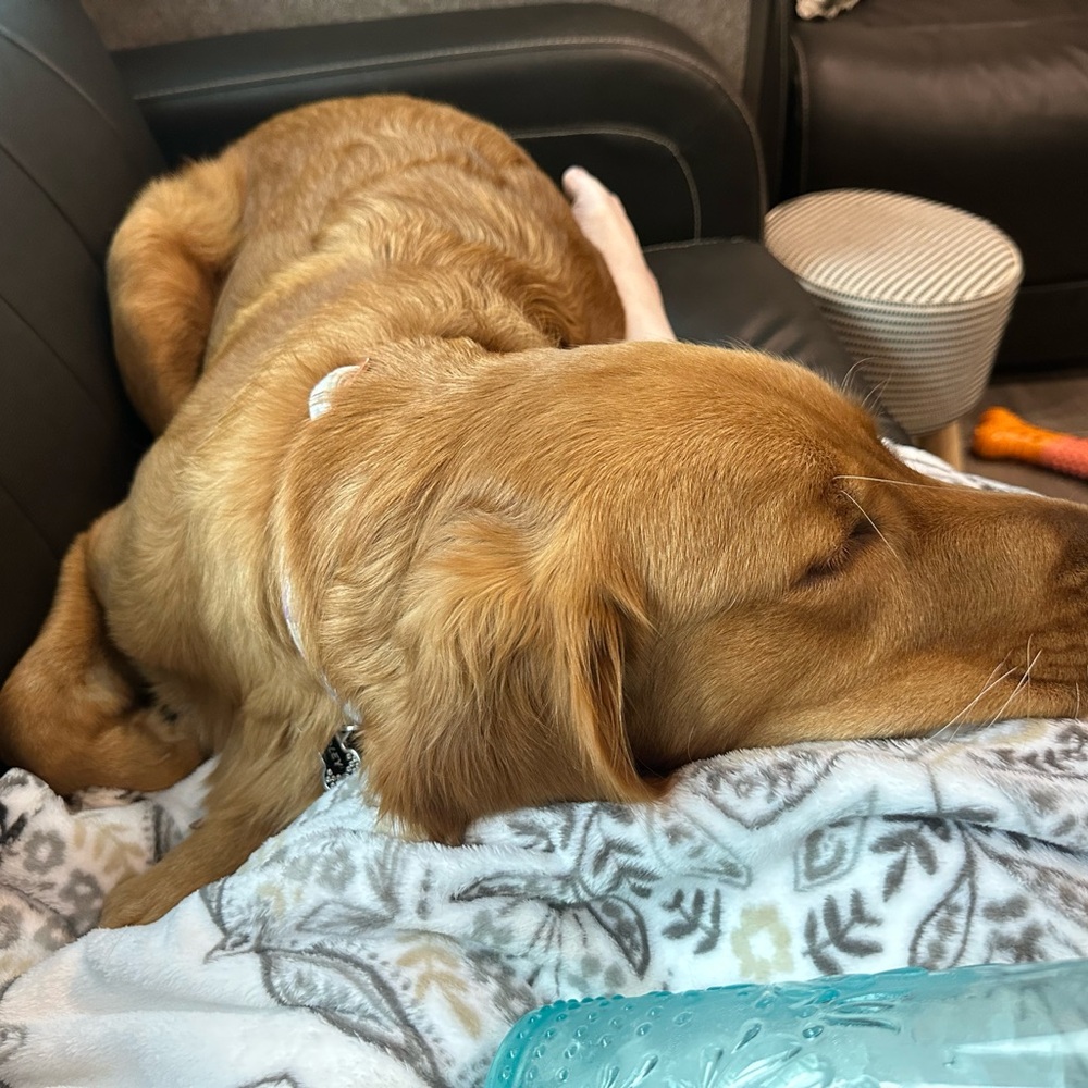 Meet your Posher, Casey